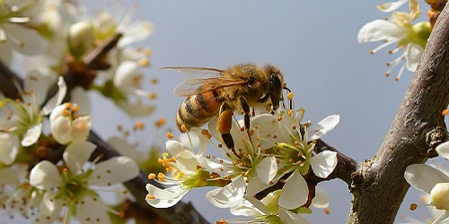 Frühling - Angebote aus D-A-CH und Südtirol